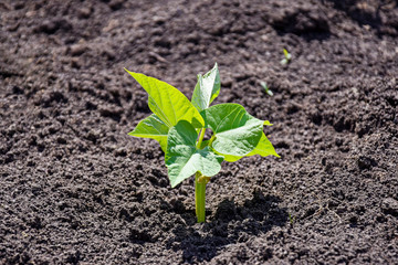 Young bean sprout dissolved its leaves in the spring garden. Green shoot sprouts from the ground. Close-up. Selective focus. Copy space.