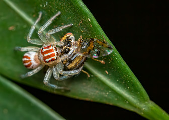 Jumping spider, Salticidae, on leaf with fly on its tusks, macro photography of nature