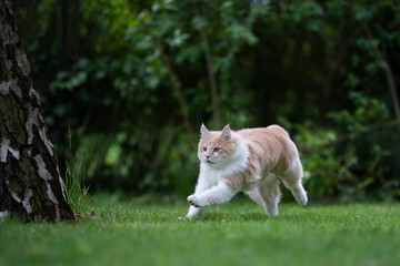 beige and white maine coon cat running over green grass in back yard next to a birch tree