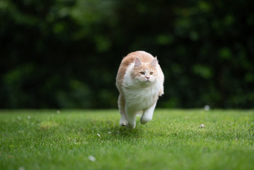 Obraz na płótnie Canvas front view of a beige white maine coon cat running over green grass at high speed in the back yard