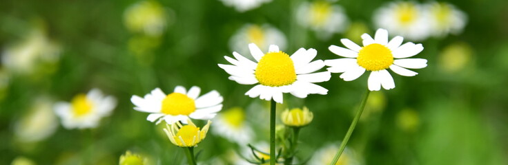 Kamillenblüten - echte Kamille - Heilpflanze