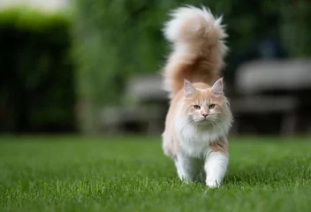 Foto auf Alu-Dibond Beige-weiße Maine-Coon-Katze mit extrem großem, flauschigem Schwanz, die auf grünem Gras im Hinterhof vor Holzbänken in verschwommenem Hintergrund in Richtung Kamera läuft und in die Kamera schaut © FurryFritz