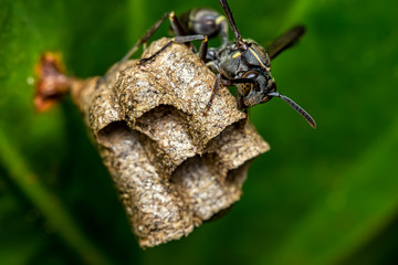 Wasp building nest on a leaf, macro photography of nature