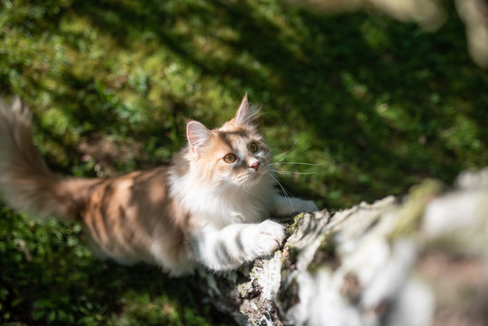 young playful beige white maine coon cat about to climb up a birch tree in the garden on a sunny day