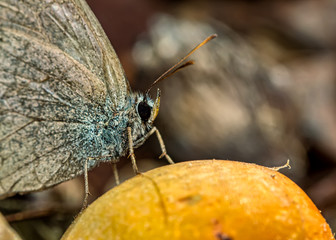 macro photography of butterfly on a fruit