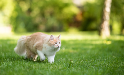 Naklejka na ściany i meble beige white maine coon cat walking over green grass in thr back yard on a sunny summer day prowling