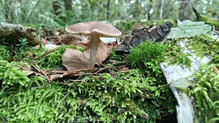 mushroom in the forest