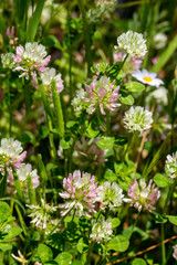 Fototapeta premium Clover (Trifolium pratense) grows and blooms in the meadow close-up