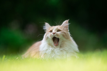 Naklejka na ściany i meble sequence of a fawn beige maine coon cat yawning outdoors in nature on a sunny day [2 of 8]