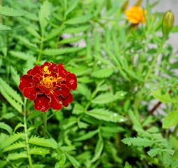 Maroon Marigold Flower in Garden