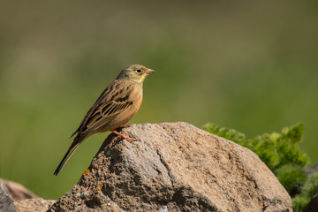 Stunning bird photo. Ortolan bunting / Emberiza hortulana