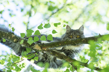 bottom up view of a young blue tabby maine coon cat balancing on branch of a birch tree looking down at camera on a sunny summer day