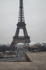 eiffel tower in paris