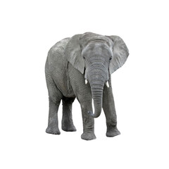 Fototapeta na wymiar Big Elephant isolated on white background. Vector illustration.