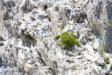 Fels Wand mit Pflanzen 