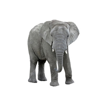 Big Elephant isolated on white background. Vector illustration.