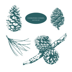 Pine cones and branches set. Conifer tree vector illustration. Forest plants.