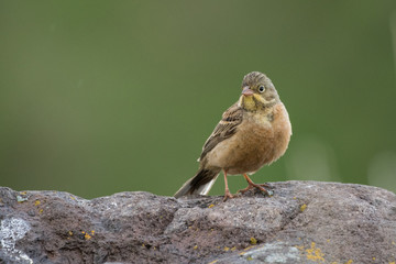 Stunning bird photo. Ortolan bunting / Emberiza hortulana