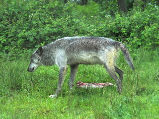 Bedfordshire, UK - June 2019 – Canadian Timber Wolf (Canis Lupus) (Grey Wolf) 