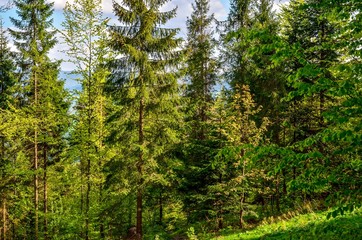 Obraz premium Beautiful green spring scenery. Green trees in a mountain forest.