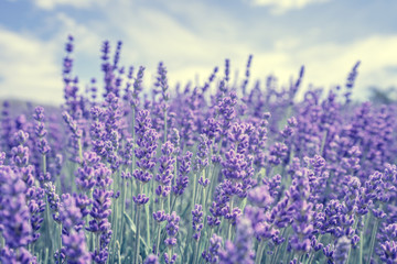 Beautiful lavender flower - obrazy, fototapety, plakaty