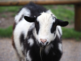 Bedfordshire, UK - June 2019 – Adorable Pygmy Goat (Capra Hircus) 