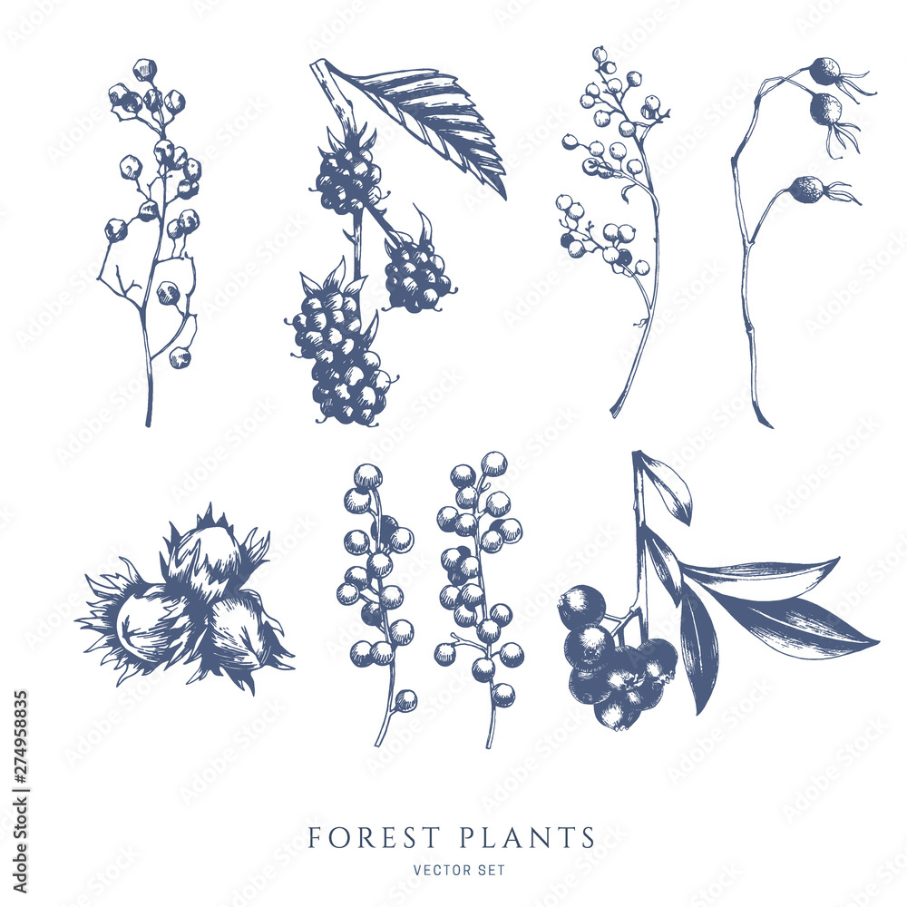 Wall mural vector collection of forest nuts and berries. bramble, blueberry, hazelnut. hand drawn sketch. - Wall murals