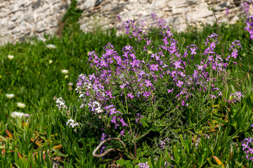 A plant (Matthiola farinosa) with violet flowers blooms by the sea