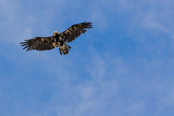 Raub Vogel mit ausgebreiteten Schwingen in Luft