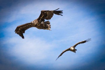 Weiss Kopf See Adler und Geier beim Flug am Himmel