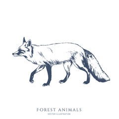Walking fox monochrome hand drawn sketch. Wildlife vector illustration. Forest animal.