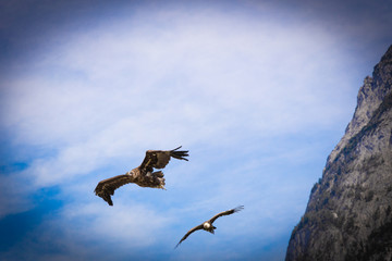 Adler und Geier bei Verfolgung im Tiefflug
