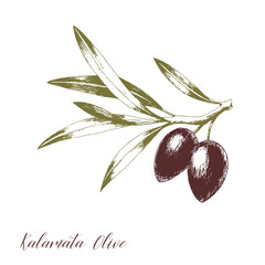 Tree branch with leaves and kalamate olives. Hand drawn vector illustration. Greek food sketch.