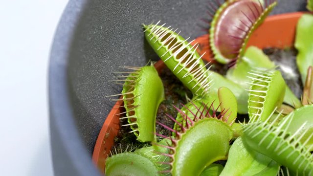 Detail of a Venus flytrap catching a fly. Dionaea muscipula. Flat plane. High angle shot