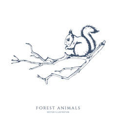 Squirrel sitting on a tree branch monochrome hand drawn sketch. Wildlife vector illustration. Forest animal.