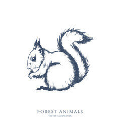 Sitting squirrel monochrome hand drawn sketch. Wildlife vector illustration. Forest animal.