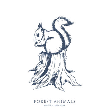 How To Draw A Squirrel Climbing A Tree