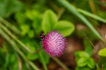 butterfly sits on purple flower