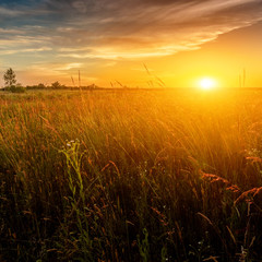 Landscape with a plain wild grass field and sunset sky above.