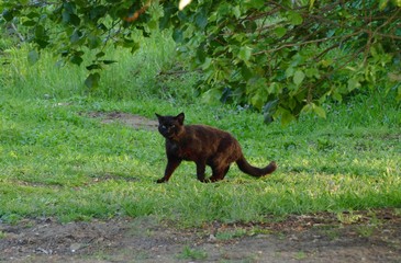 Black cat hunting in sunset