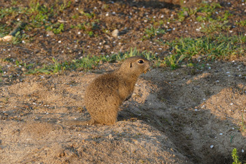 european suslik in sunset