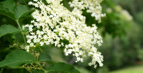 Holunderblüten - Holunderdolden - Holunder