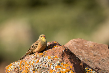 Stunning bird photo. Ortolan bunting / Emberiza hortulana