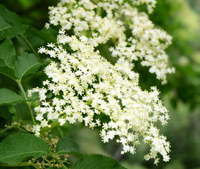 Holunderblüten - Blütendolden - Holunderbaum