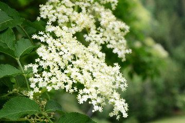 Holunder - Holunderblüten - Blüten