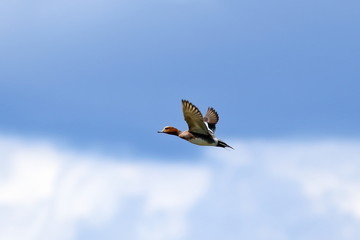 Anas penelope. Eurasian Wigeon Drake flies on the Yamal Peninsula