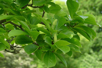 Fototapeta na wymiar magnolia cone