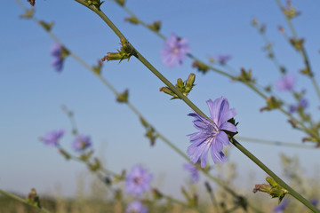 chicory 2