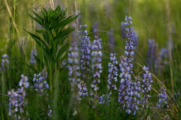 Wild lupine blooms at Albany Pine Bush Preserve. Albany, New York, USA.