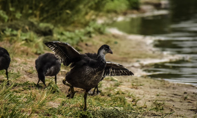 canada goose on the water
